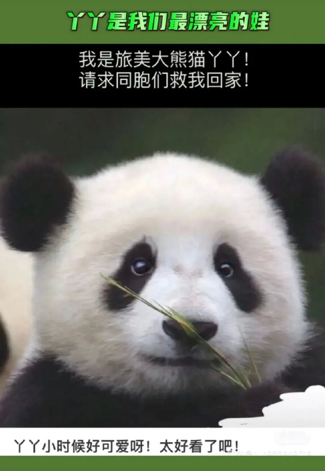 丫丫小时候多可爱，多漂亮啊！乖巧文静的小宝，耳朵又圆又大，大大的眼睛，微微笑的嘴