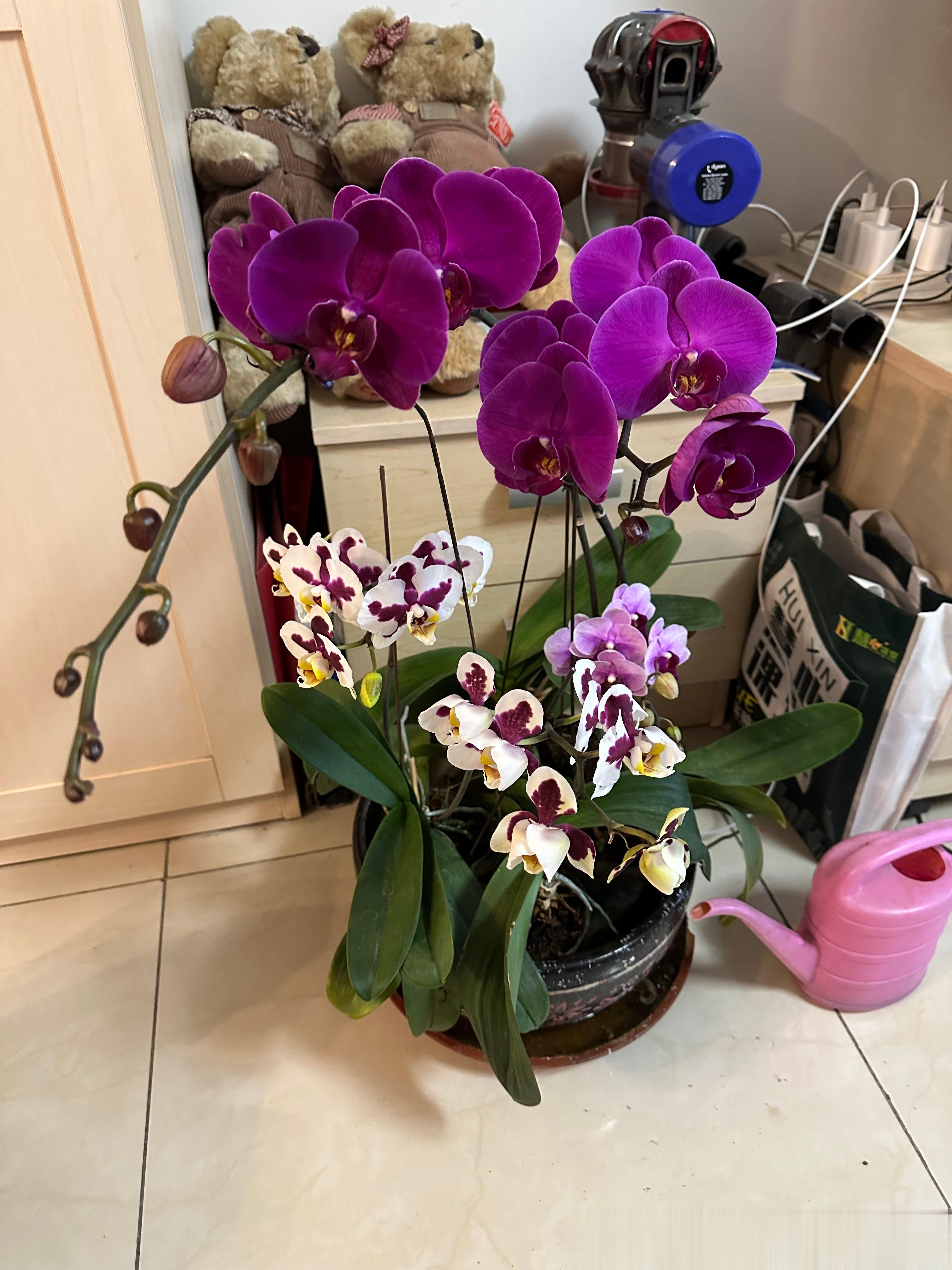 #张捷杂谈# 老爹种植的花开了，在北京养蝴蝶兰开花是一个细致活儿。 ​​​