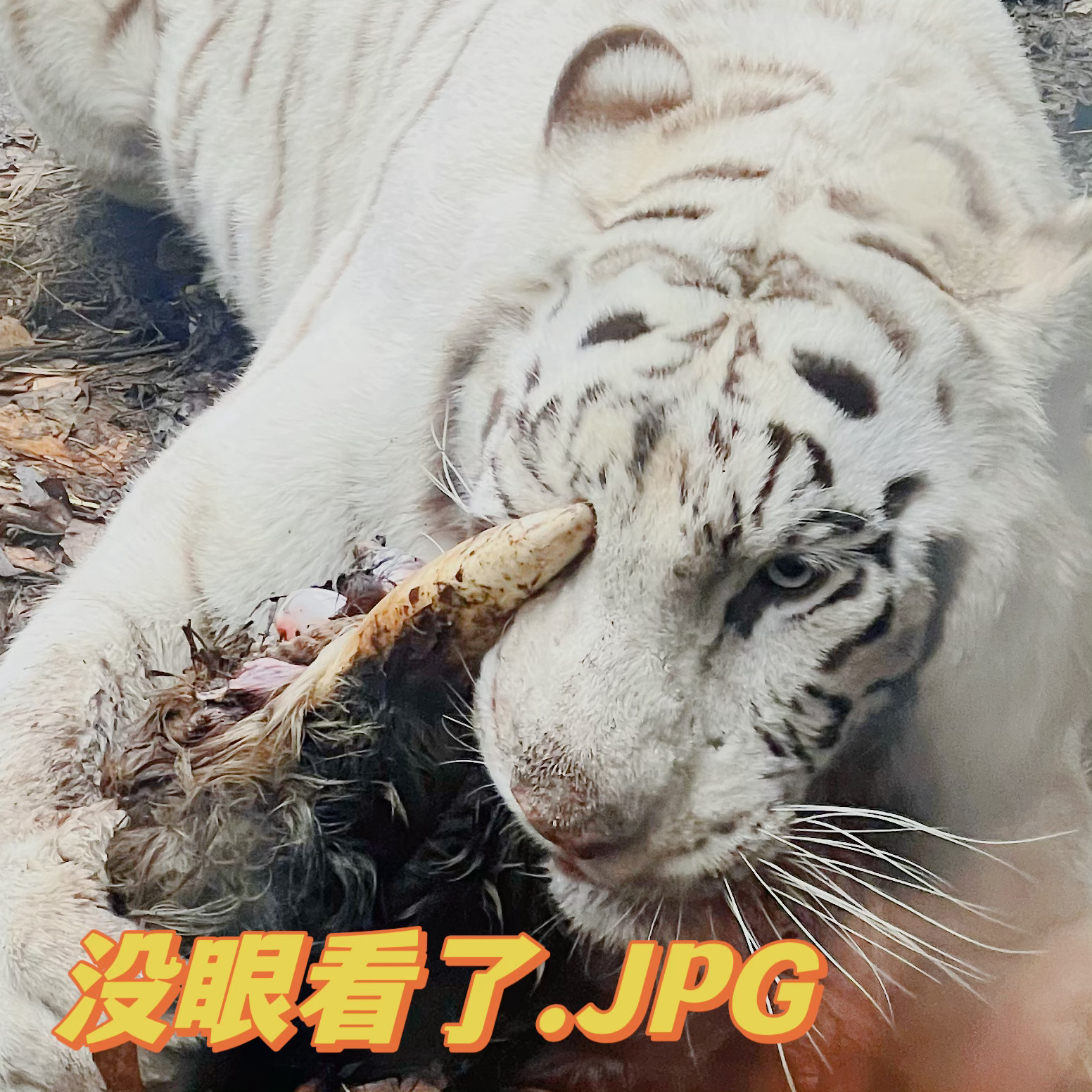 想去看《深海》，拍片少得可怜。