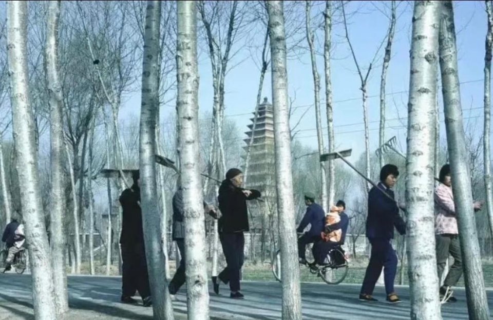 1983年的陕西。上个世纪，在土地责任制之后，西安群众扛着工具去地里干活。这个工