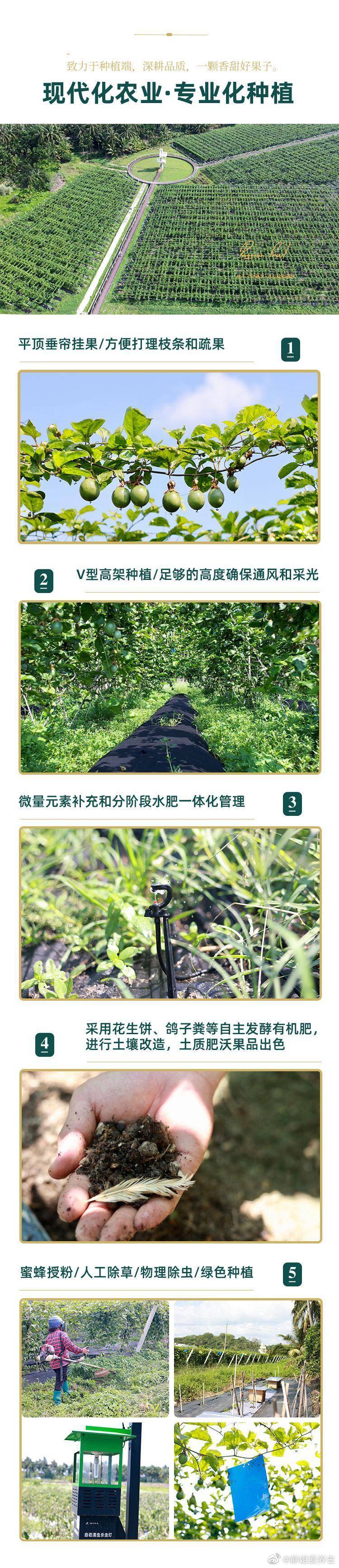 蜂蜜百香果口味口感果皮青果脐黄