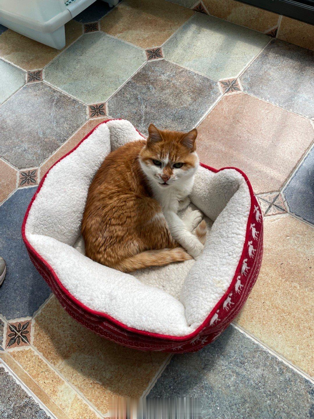  小猫咪的日子， 给点阳光就躺好！ ​​​