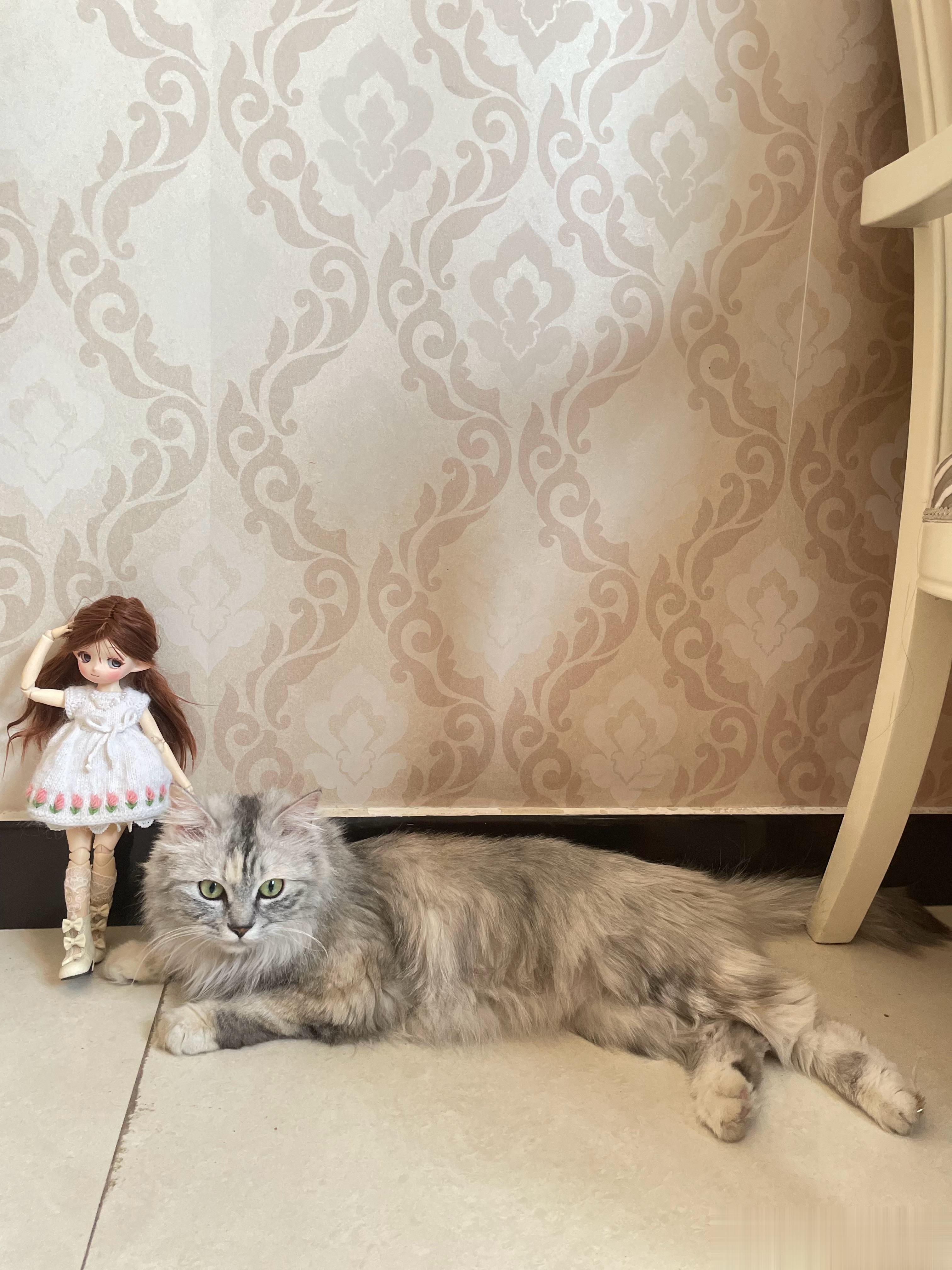 猫和娃的难得和谐时间。我已经被垄断这坏家伙咬坏好几个假发了今天三点开始要忙到九点