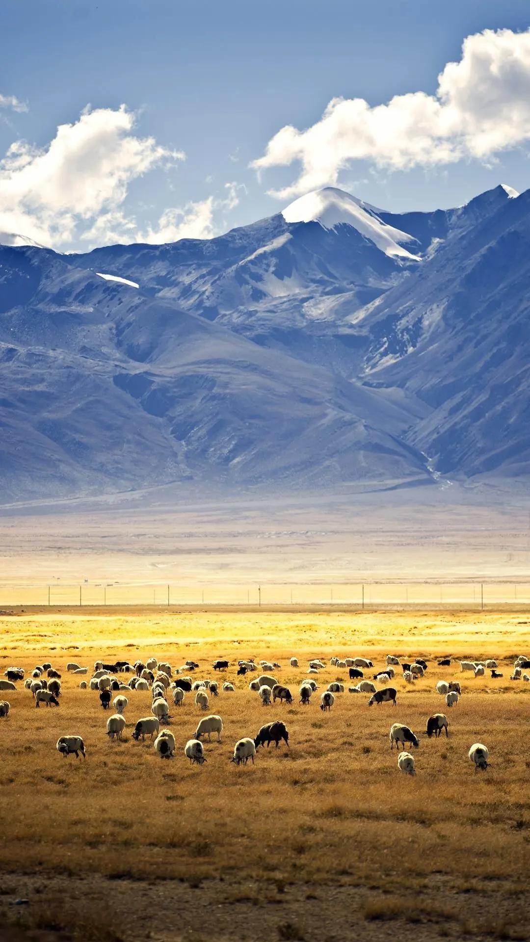 西藏是中国最神秘、最迷人的地方之一，拥有壮观的自然景观、独特的文化传统和深厚的历