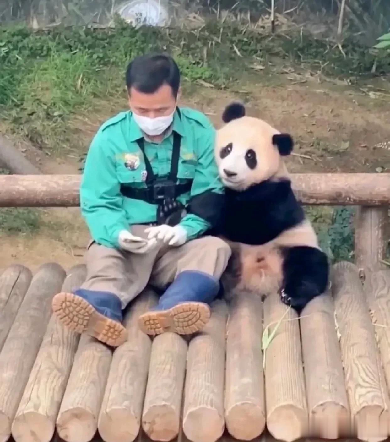 福宝真的好爱她的饲养员爷爷呀[心][心]
姜爷爷真的把福宝放在心尖里宠！
真的好