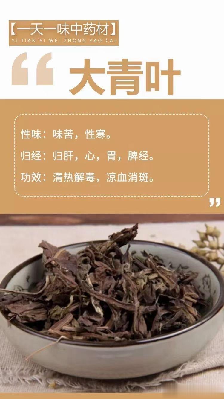  【一天一味中药材】大青叶性味