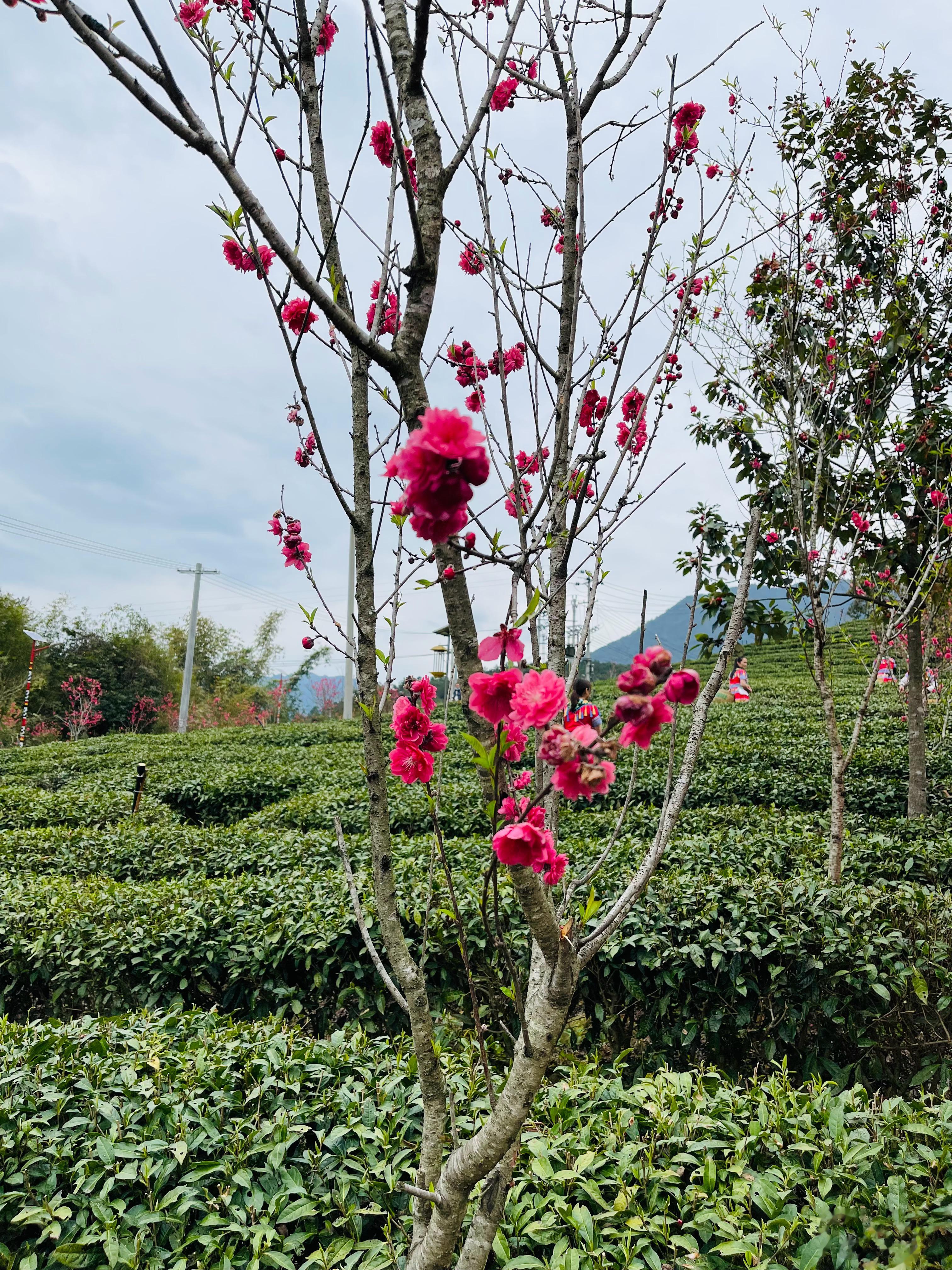 昭平的茶园里有花，能一边采茶一边看花。图5是不是茶花？就长在茶树上。图9一芽一叶
