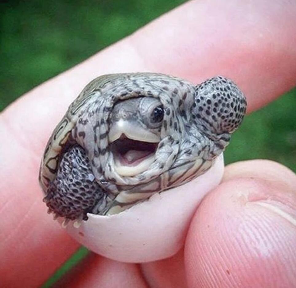 它是一种给中国人讨喜的爬行动物，受到国人的广泛爱戴。它们在地球上已经存在了1.5