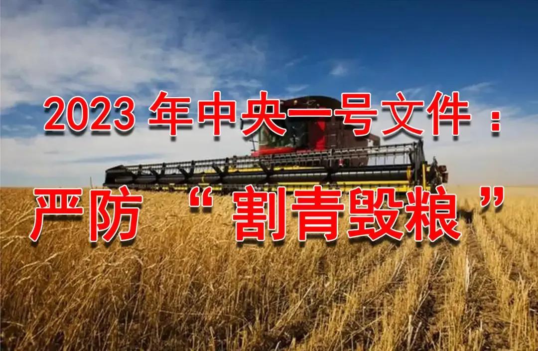 麦收还有几个月就开始了，“割青毁粮”再次走入人的视野。
割青毁粮意思是在小麦麦收