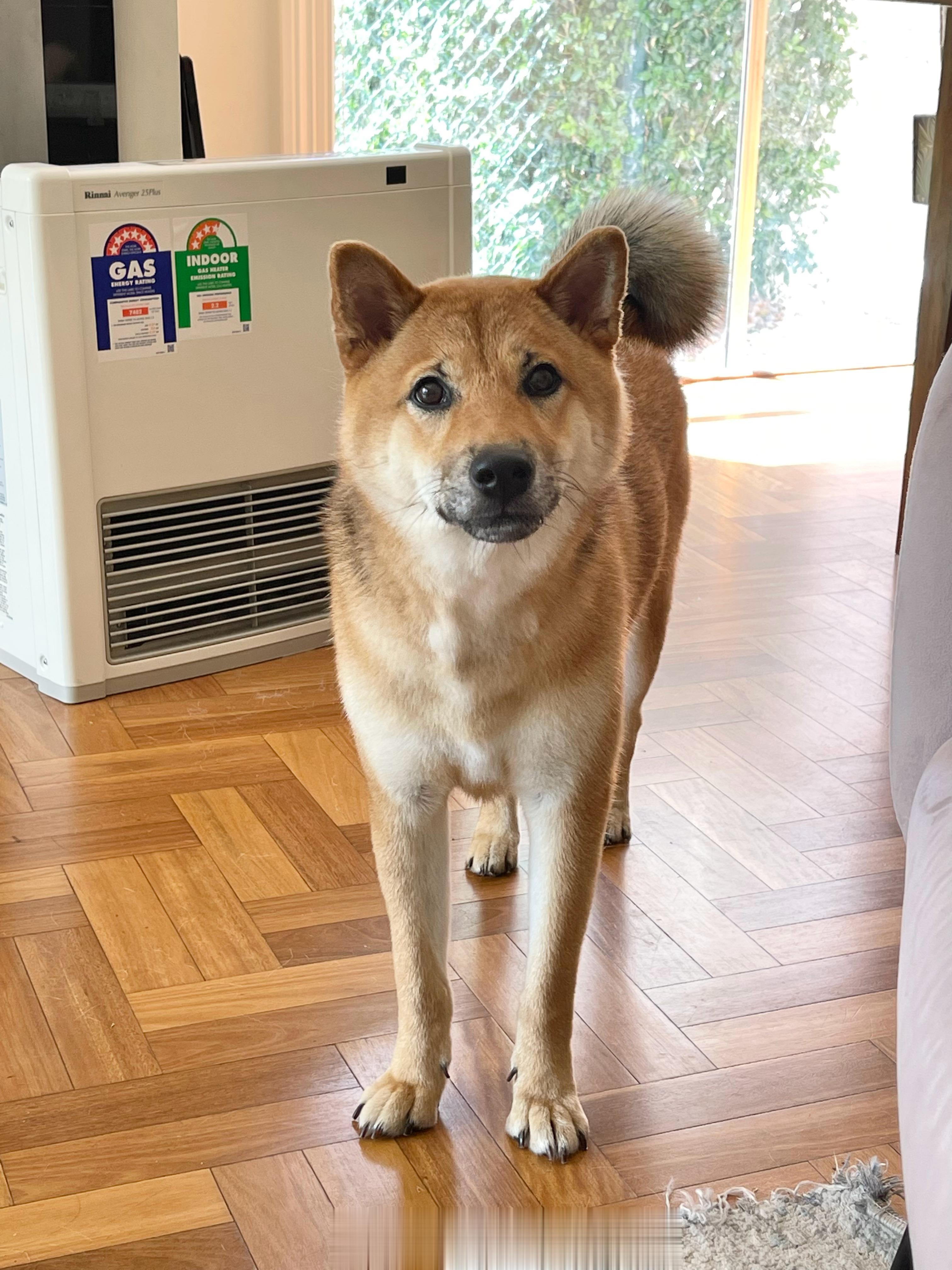啤啤从小就不是我们想象中柴犬的