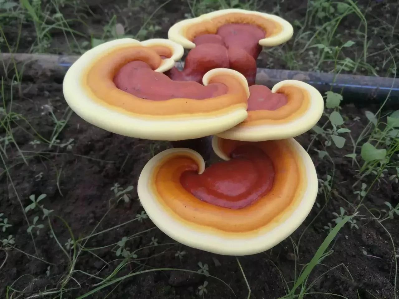 分享图片——极品仙草灵芝
