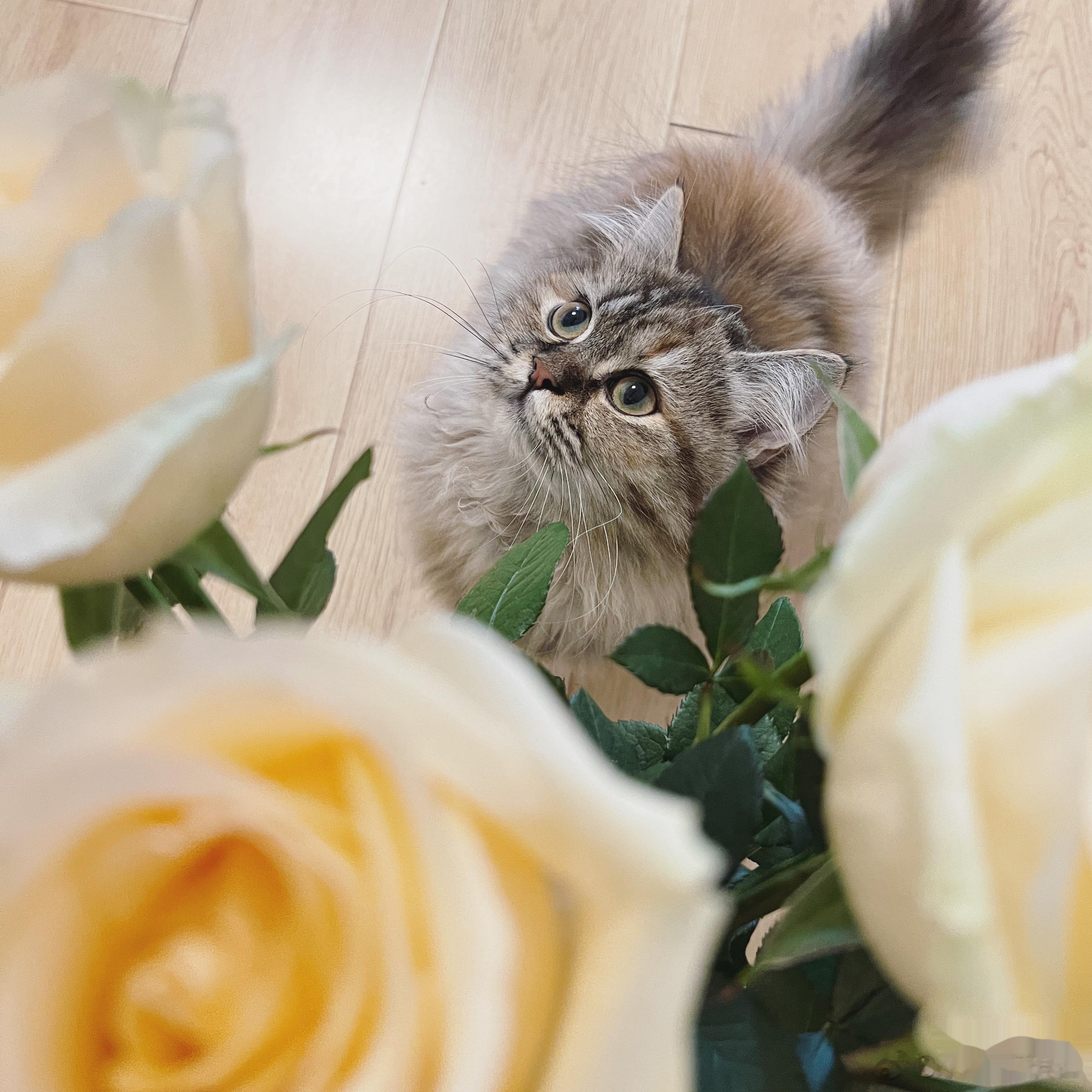  情人节 🌹 我们女孩子当然是要收花花的啦～ （花花来自舔狗本狗） ​​​