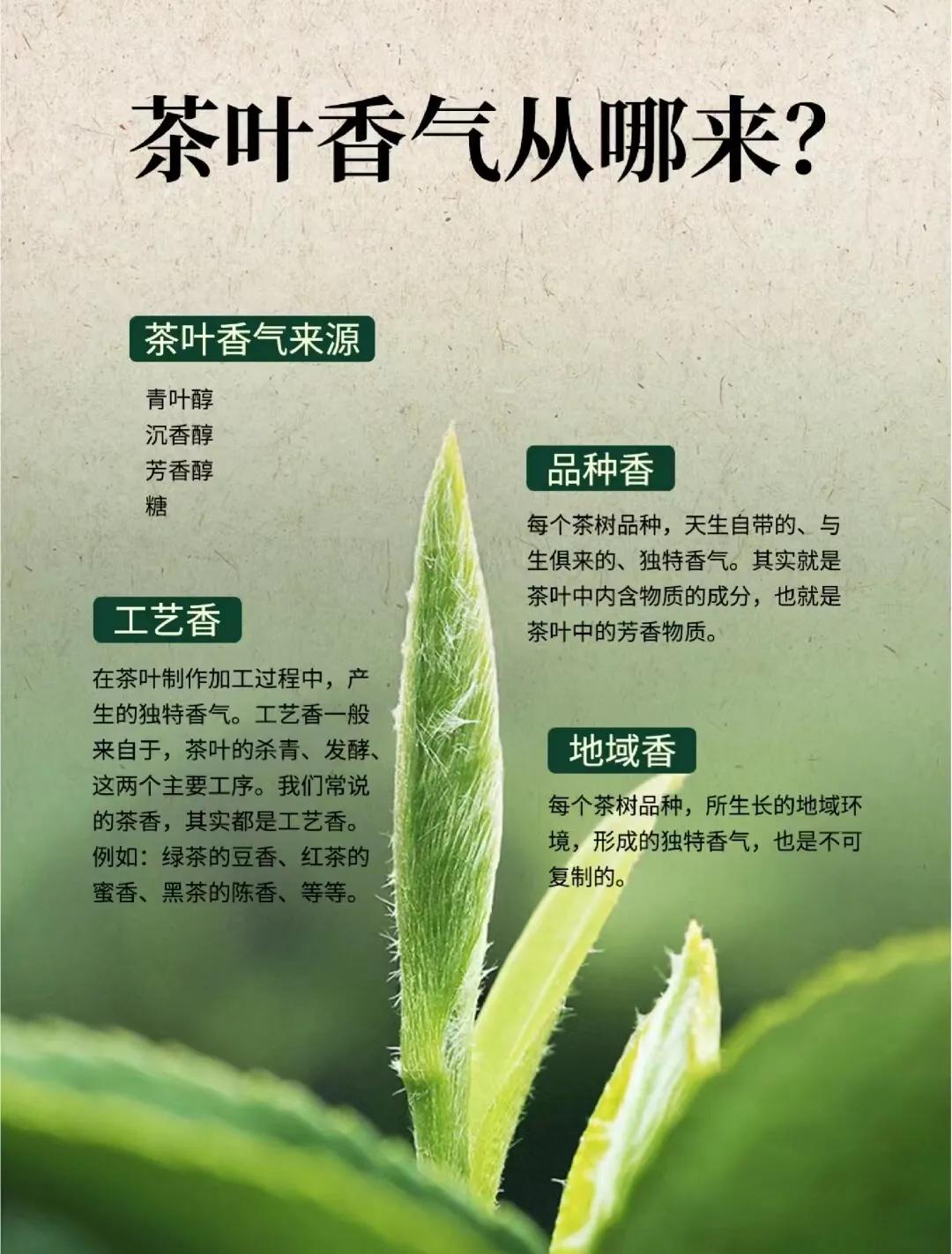 茶叶的香气从哪来？有何不同？ 
同一片叶子，见过不同的工艺香味和口感也大有不同 