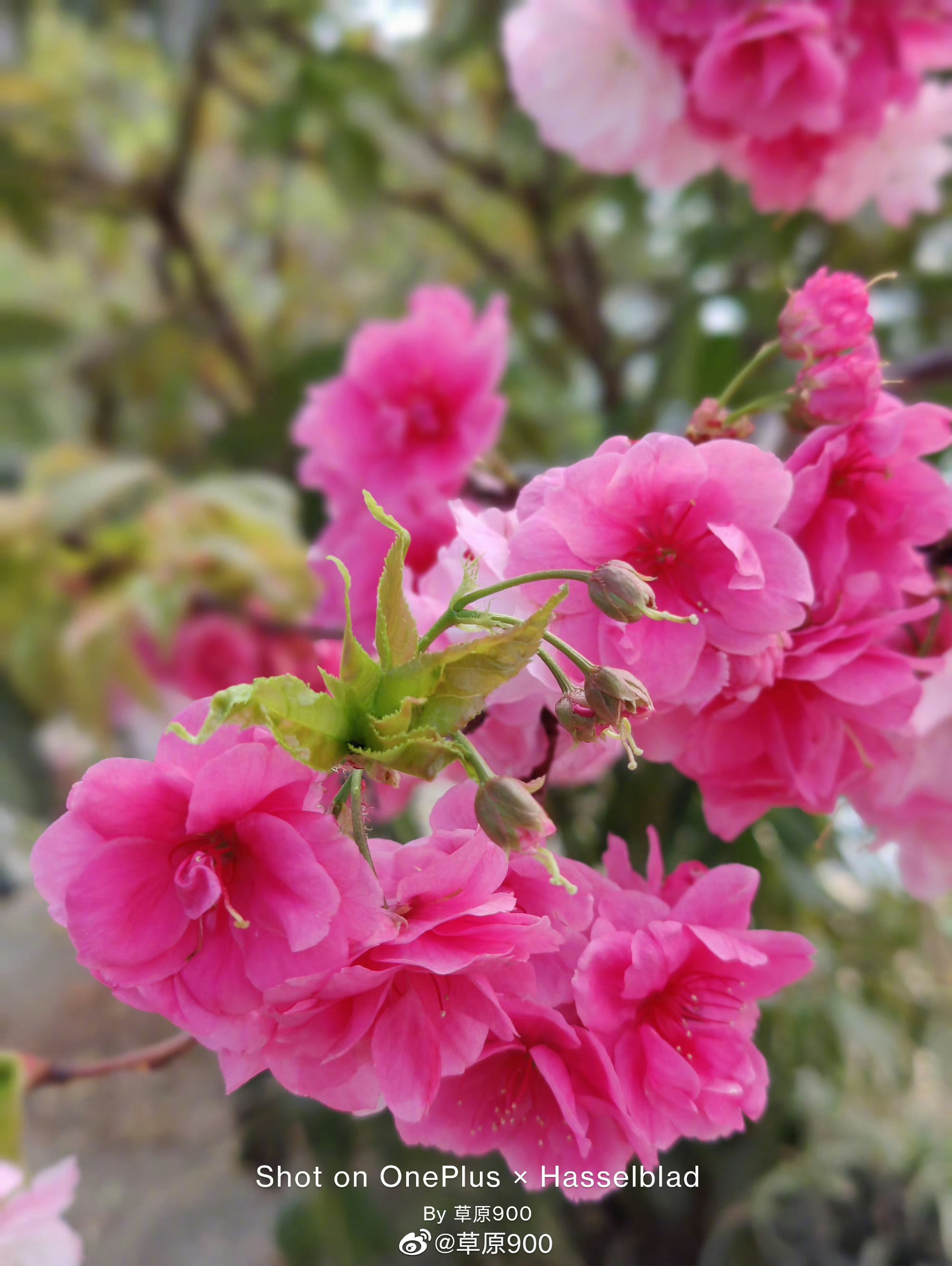 #去有风的大理怎么玩##春节休