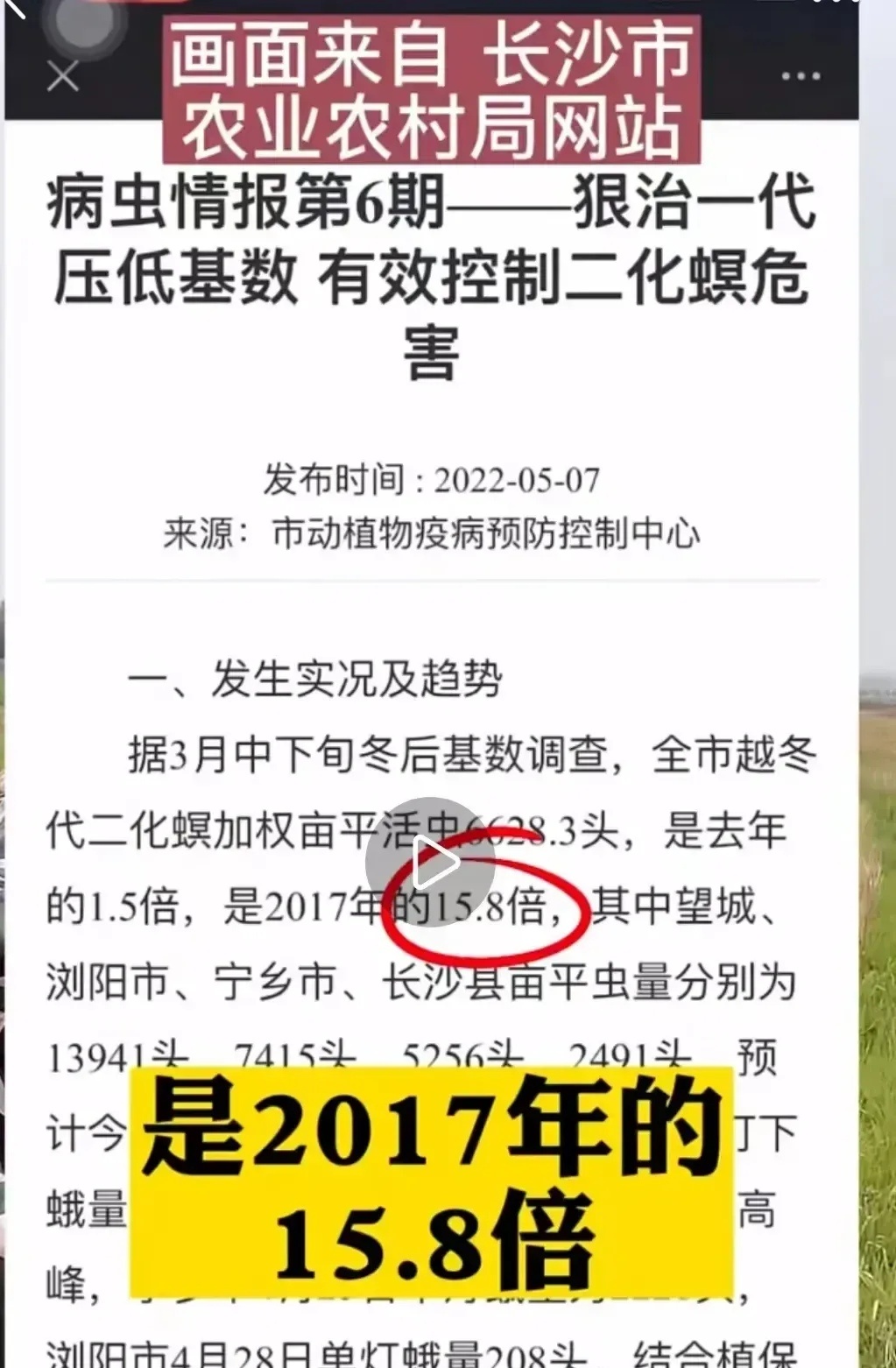 专家不让焚烧秸秆后，恶果凸显！比如，2022 年冬长沙地区的农作物螟虫数量对比 