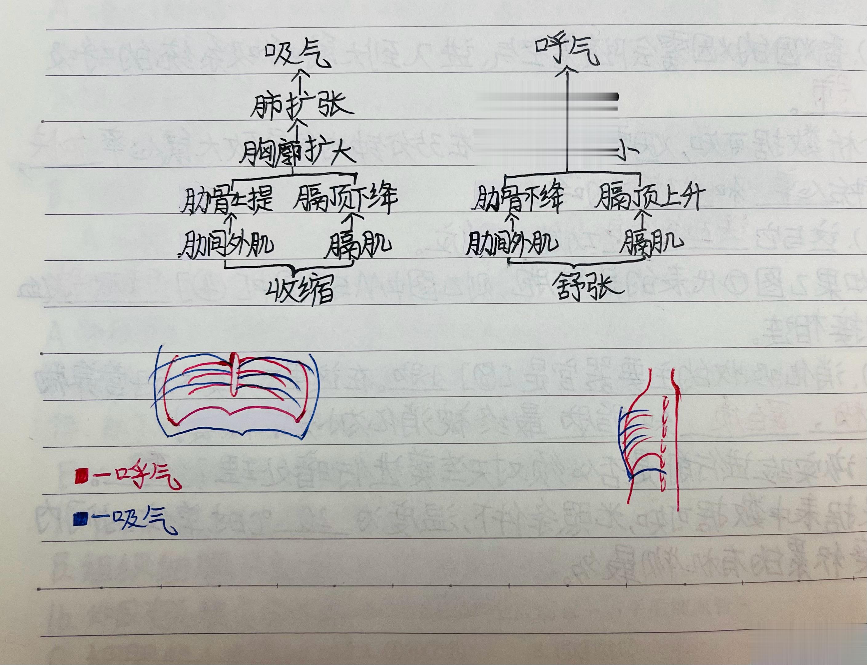 小宝说，今天生物课老师讲了“横膈膜”，还拿笔记给我看，并且演示吸气呼气。我给小宝