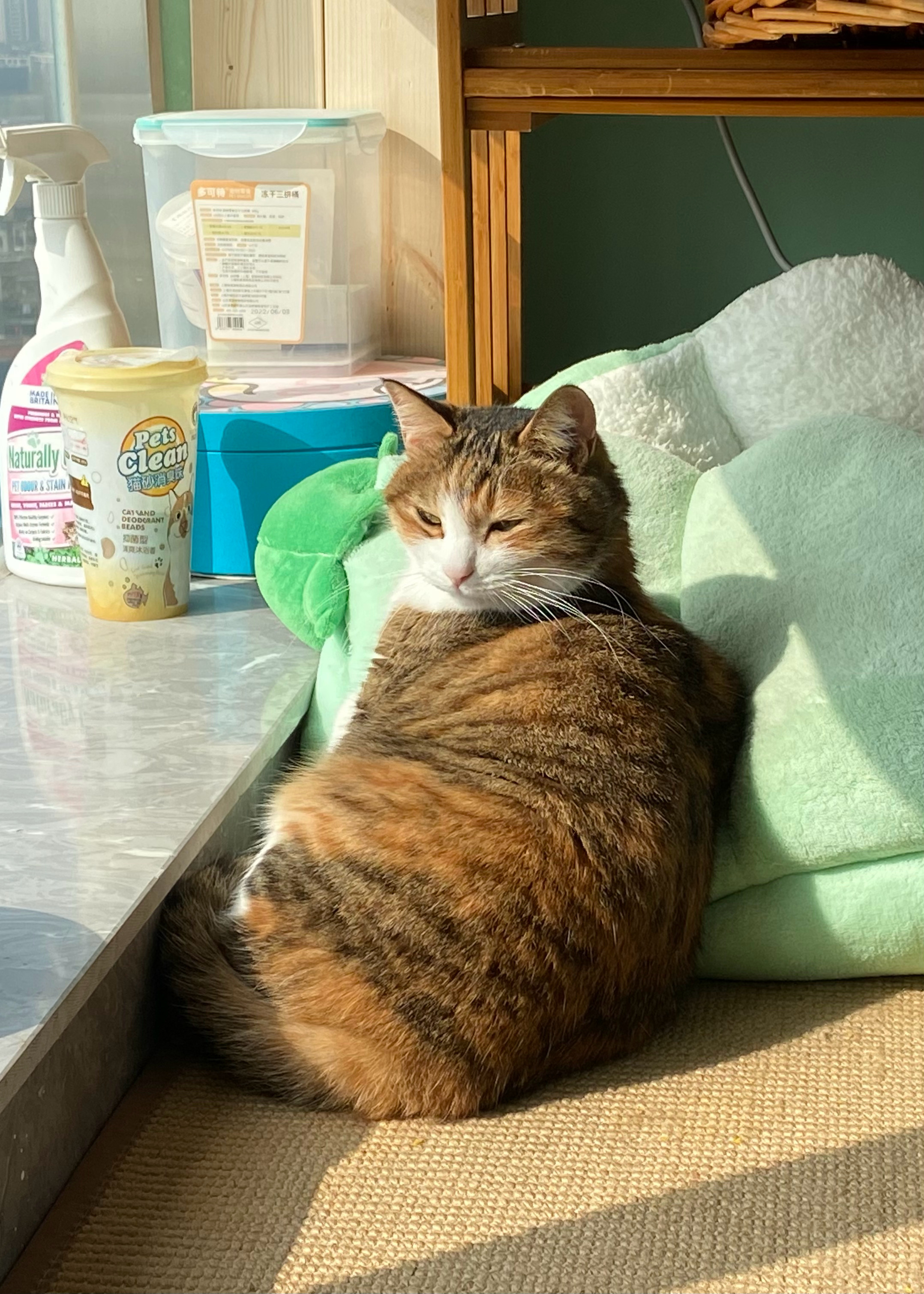  小花猫睡觉超可爱的 ​​​
