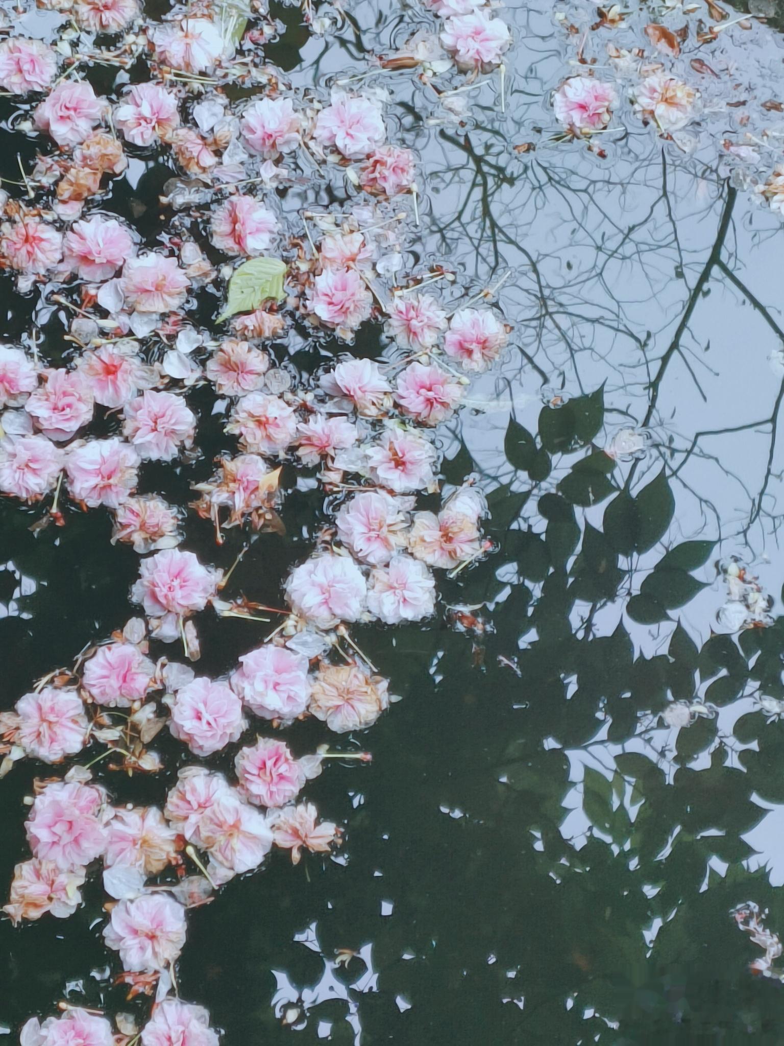 夜来风雨声，花落知多少？  ​​​