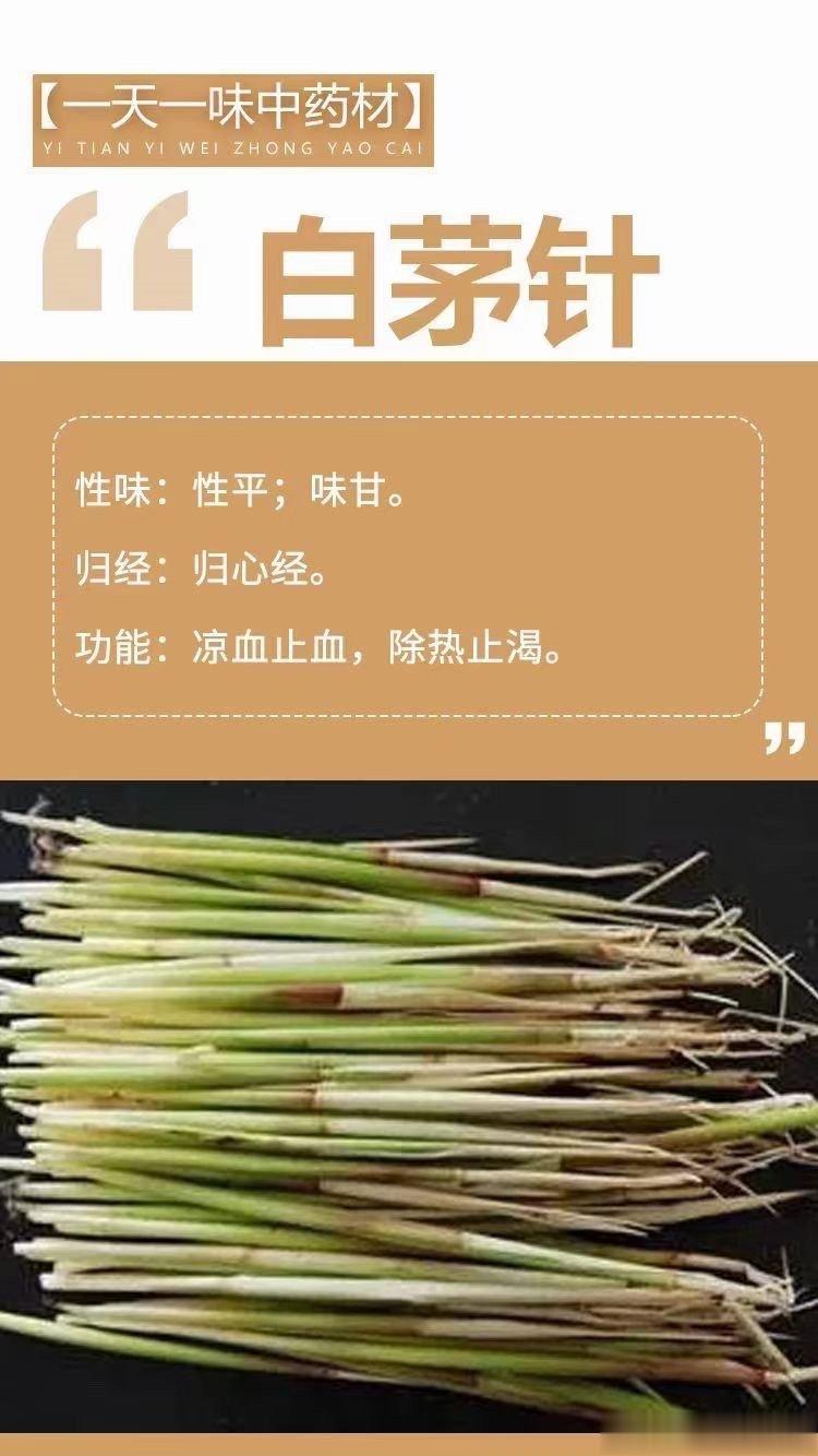  🌿【一天一味中药材】🌿         ～白茅针～性味：性平；味甘。归经：