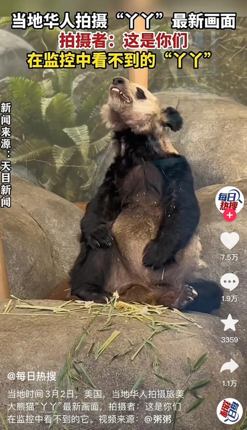 痛心！！！我们的国宝在国外竟变成了这个样子，据说“丫丫”给这个动物园挣了不少钱，