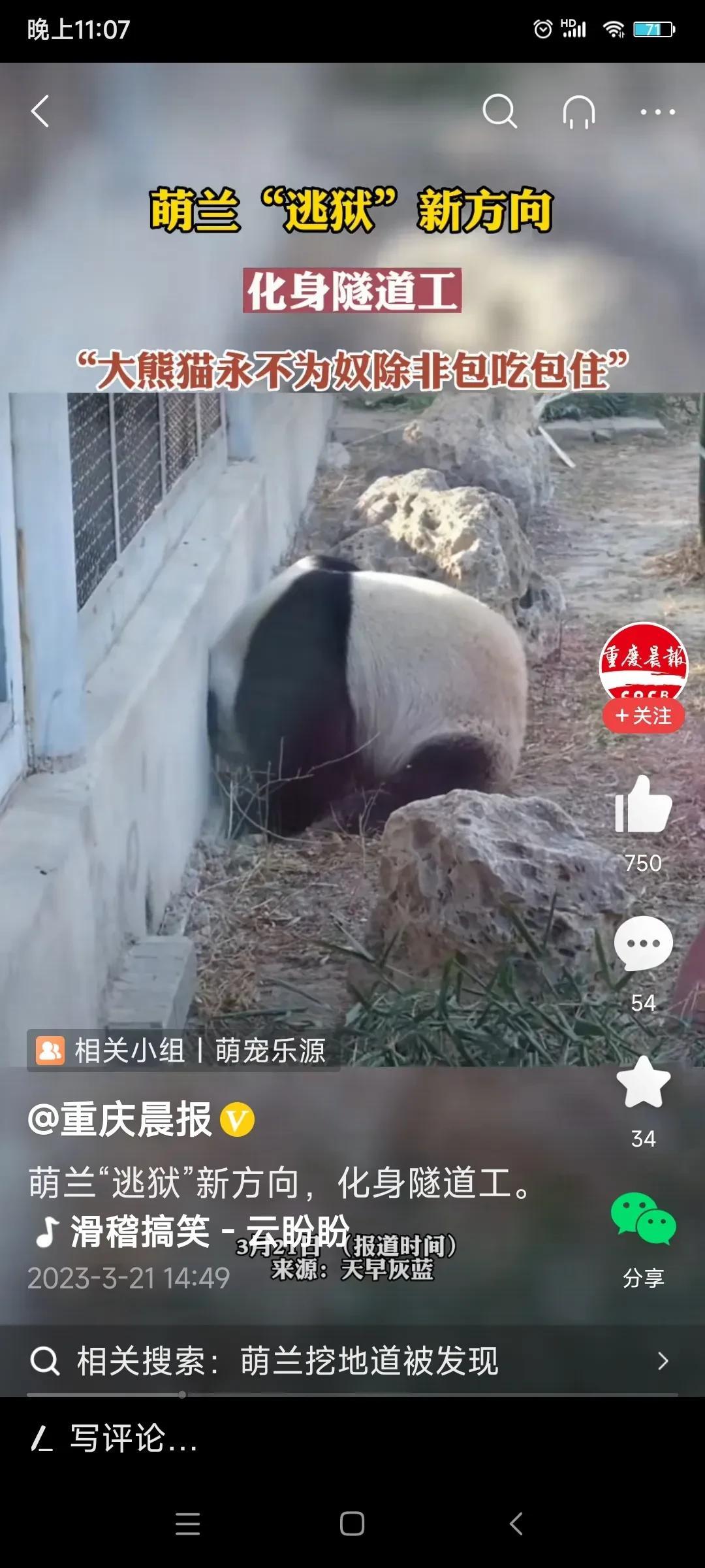 北动的“萌兰”这只国宝简直太聪明了，自从北动怕萌兰再次越狱，加高了围墙之后，萌兰