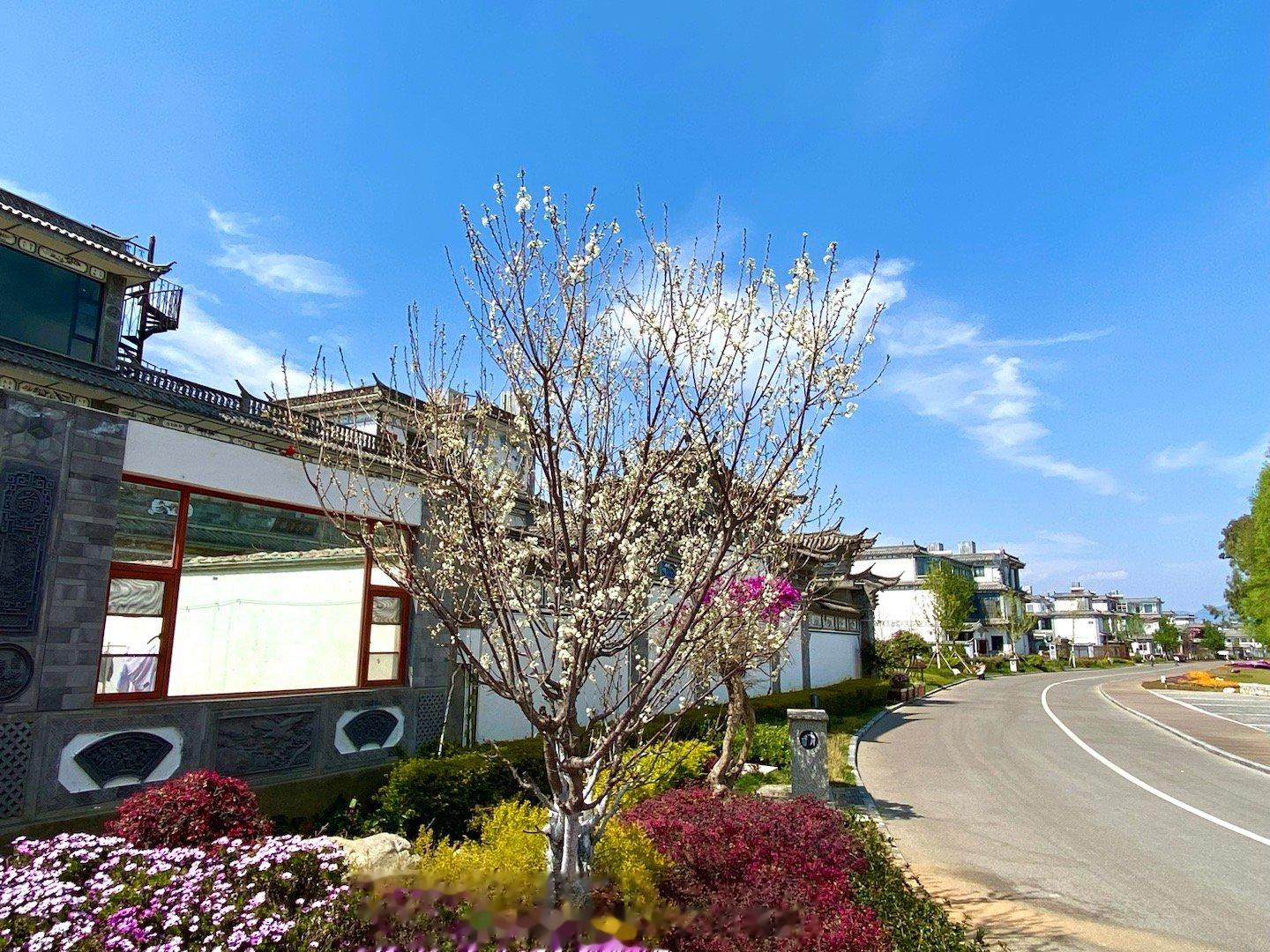 【云南大理古生村的春天海滨美景！#春游季# 】大理市湾桥镇古生村，位于苍山脚下、