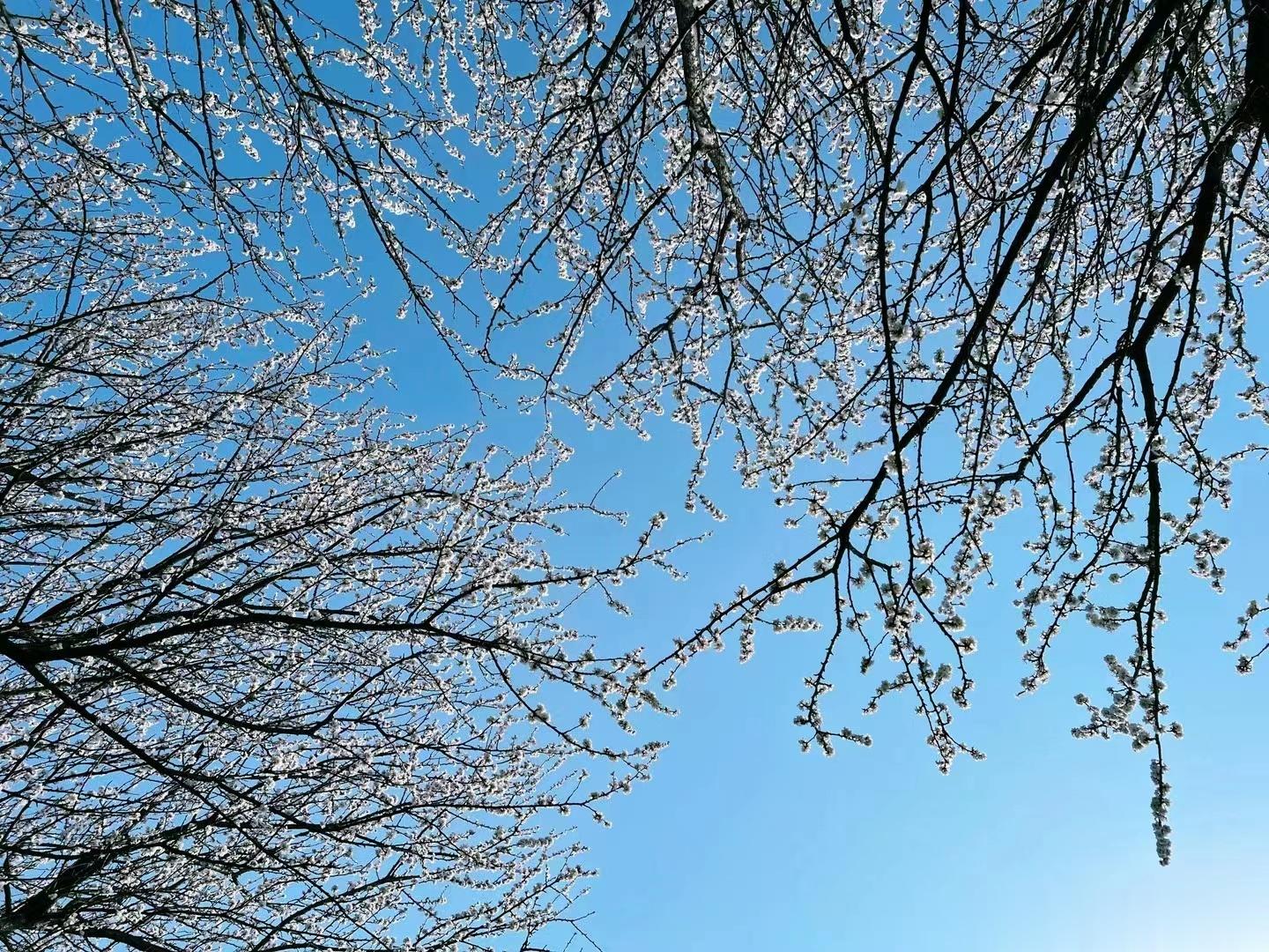  美不胜收！电影中的场景也不过如此🌸🌸🌸不负春日好时光🍃🍂🌺 ​​​