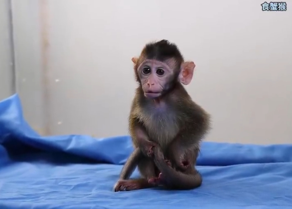 #制药企业靠囤实验猴赚超4.5亿#【预增超2倍！昭衍新药2025年净利止跌回升，