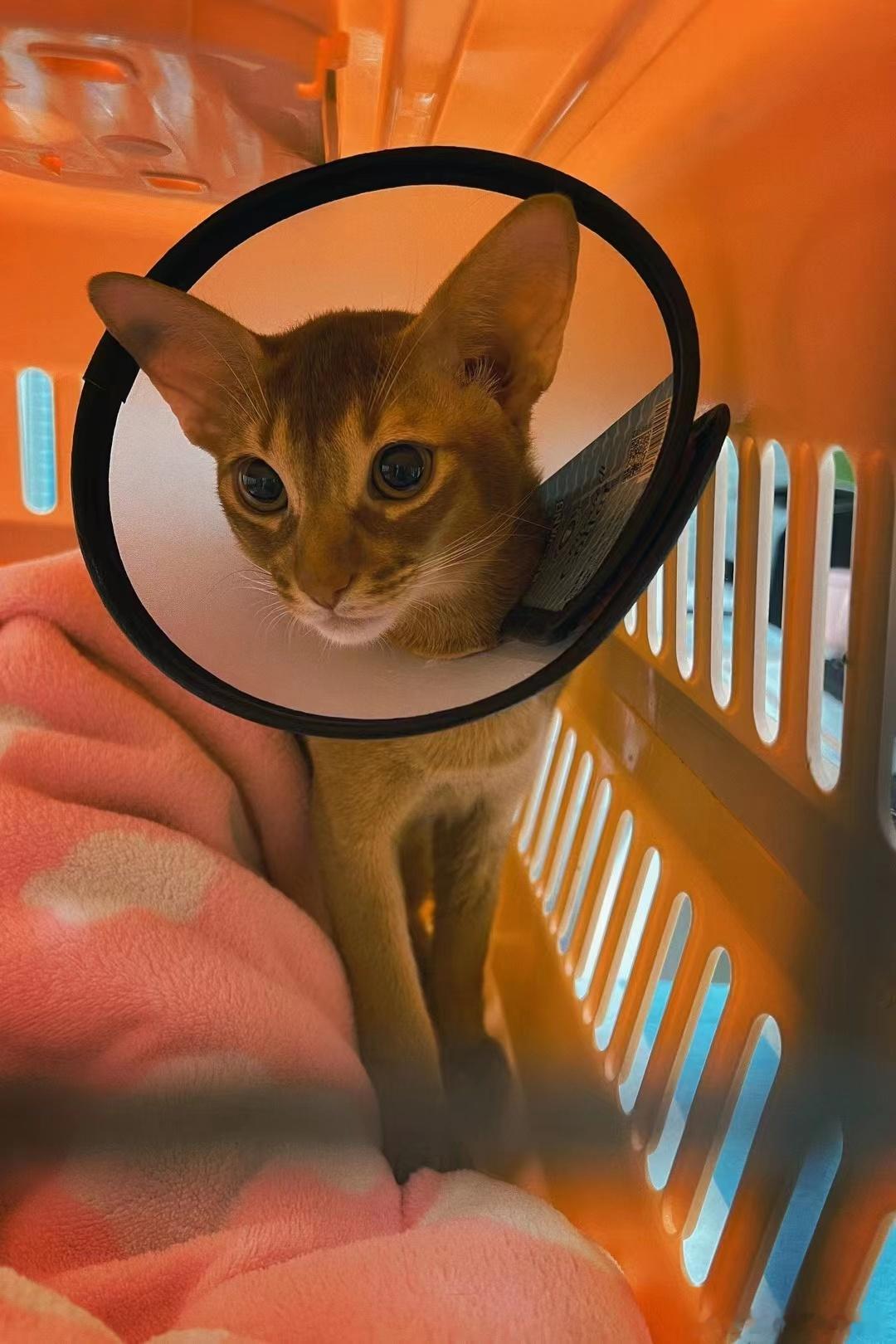  记录今日小皮o(=•ェ•=)m性别：绝育🐱 ​​​