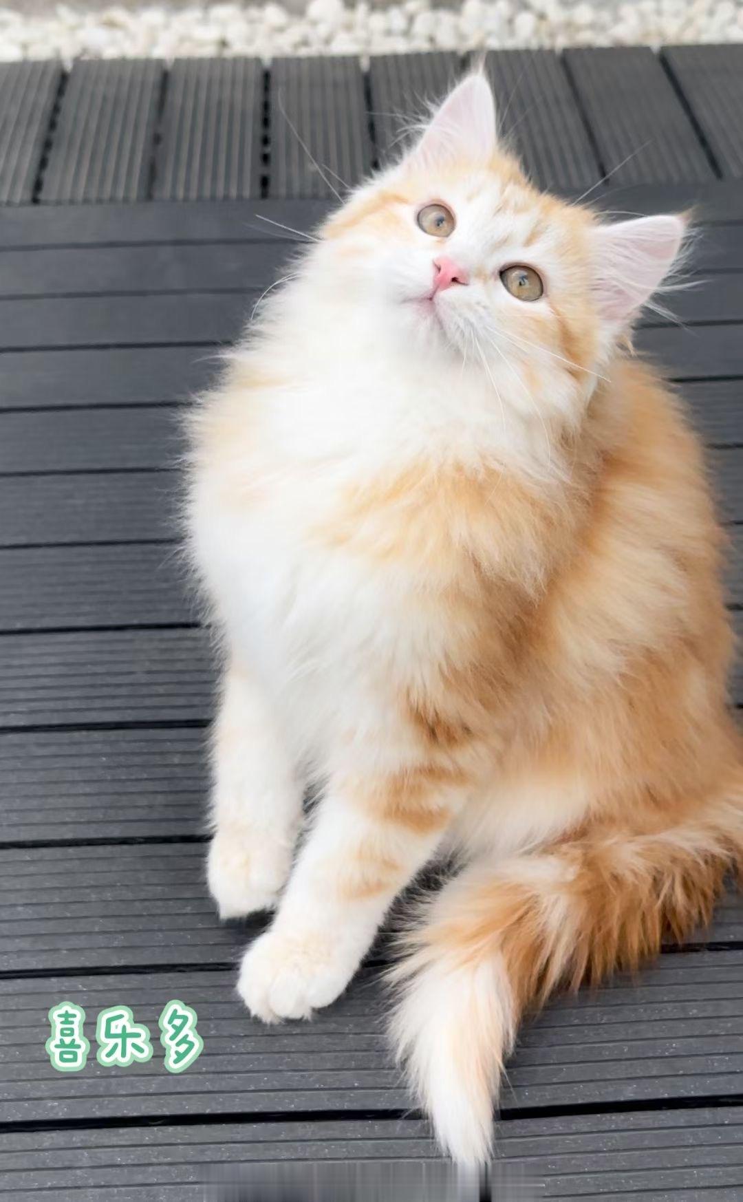 这次选猫是我遇到过的最漫长的一次，大部分家长失联，终于出现后人均纠结俩小时神奇的