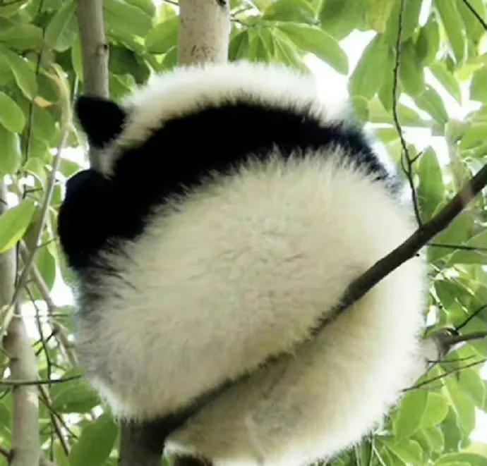 
熊猫是什么神奇物种？

只有黑白配色，简单又神奇的搭配，双色经典皮草，永不过时