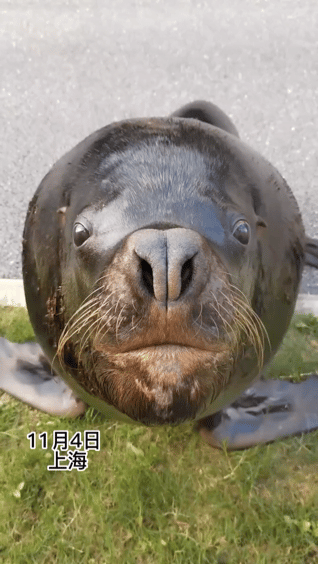 太萌了，海狮尽然会笑，今日一上海动物园饲养员给海狮喂了一条大鱼，结果海狮一口就吞