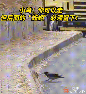 猫抓老鼠是本职工作，狗拿耗子是全跨界，
您见过鸟叼耗子，这不，您见到了！！
耗子