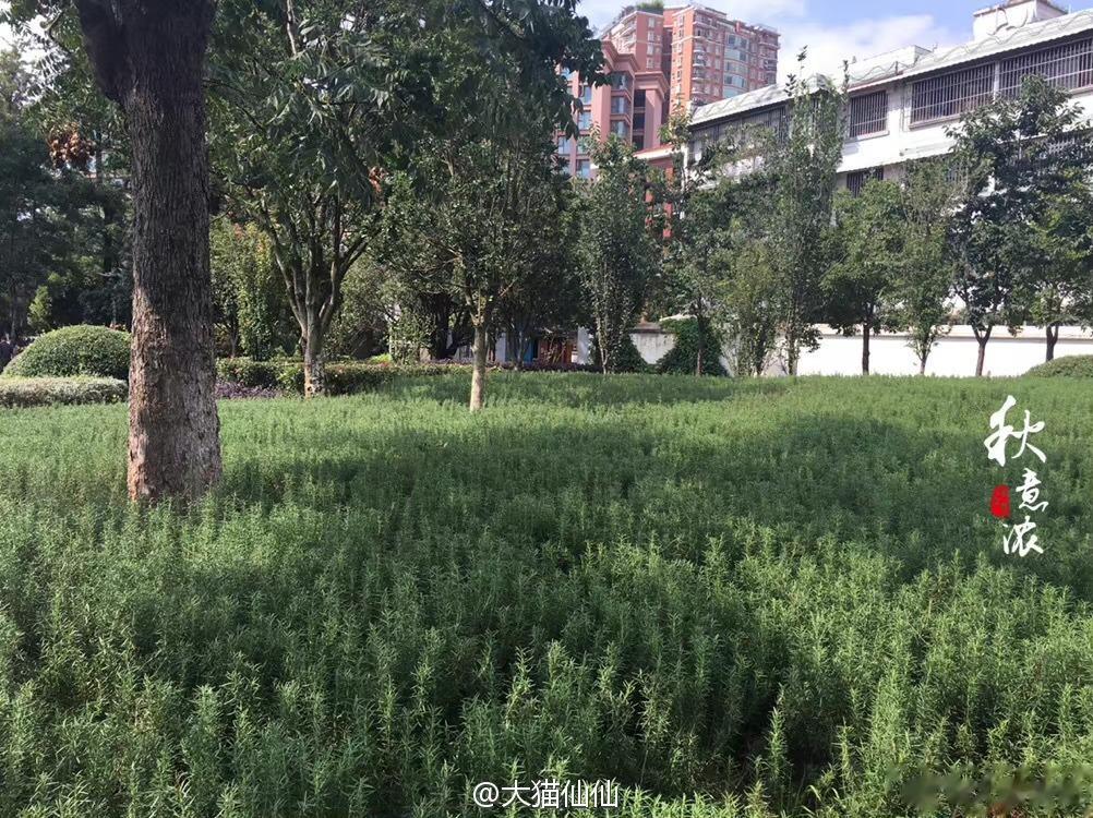  不仅如此，绿化带还种迷迭香，翠湖边、北京路和路边的市民公园都种着大片大片的迷迭