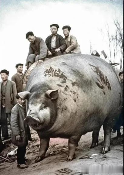 这些猪都吃的啥饲料，长得有二层楼这么高？[泪奔]过年杀一头猪，够全村吃三顿了吧？