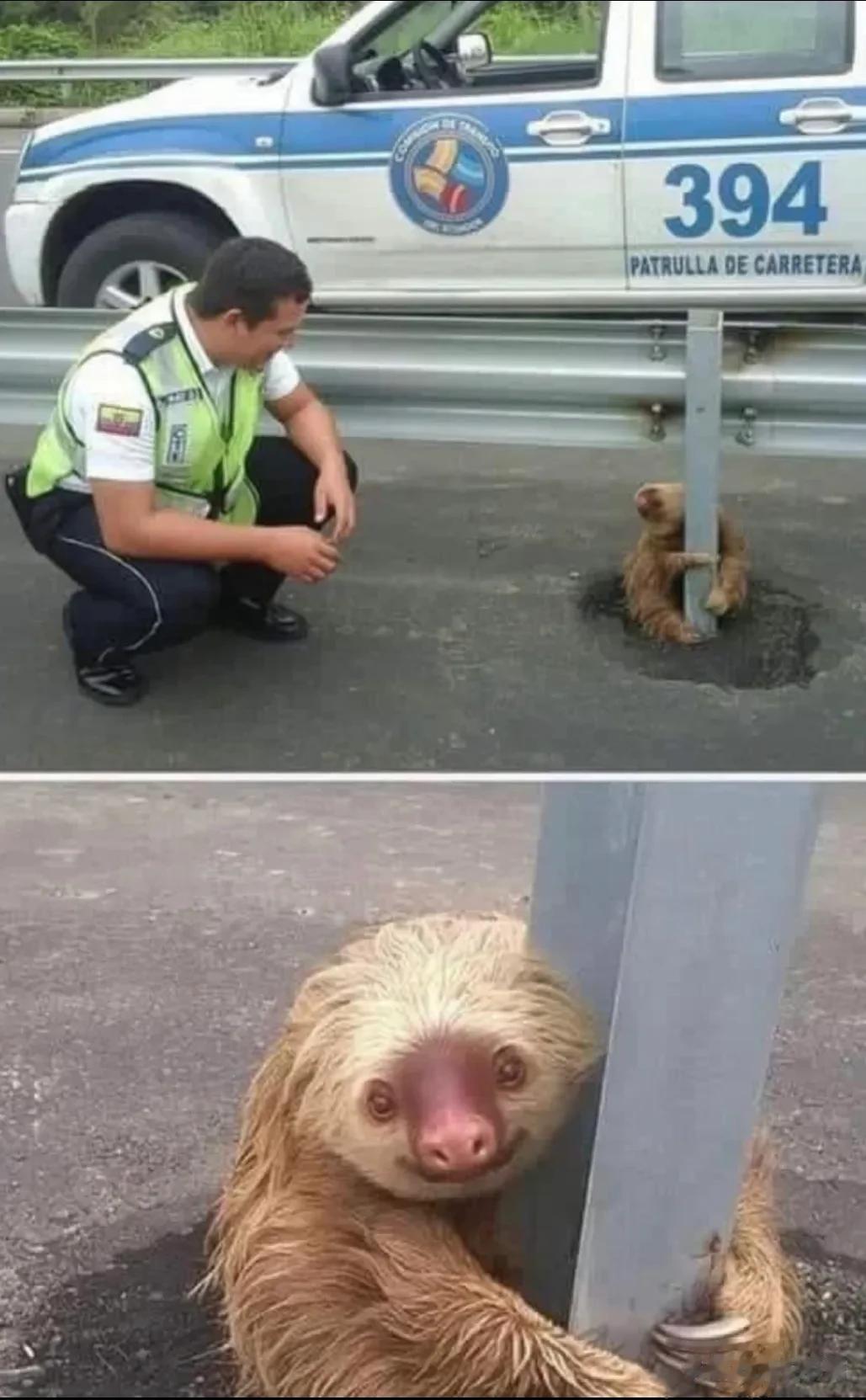 警察叔叔拯救困在高速公路上受惊的小树懒！
澳大利亚高速路上，
一只小树懒被吓的一
