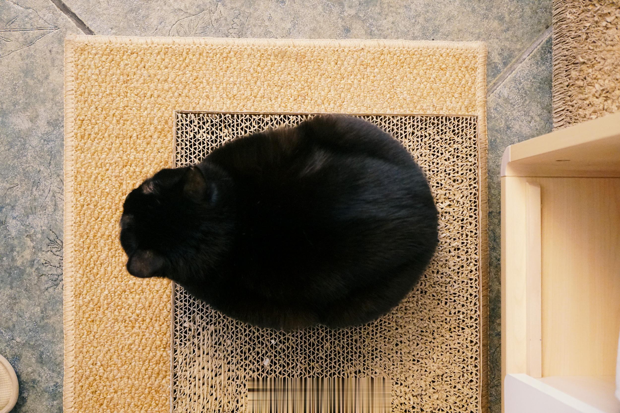 今天又成了美味的蝦球。 ​​​