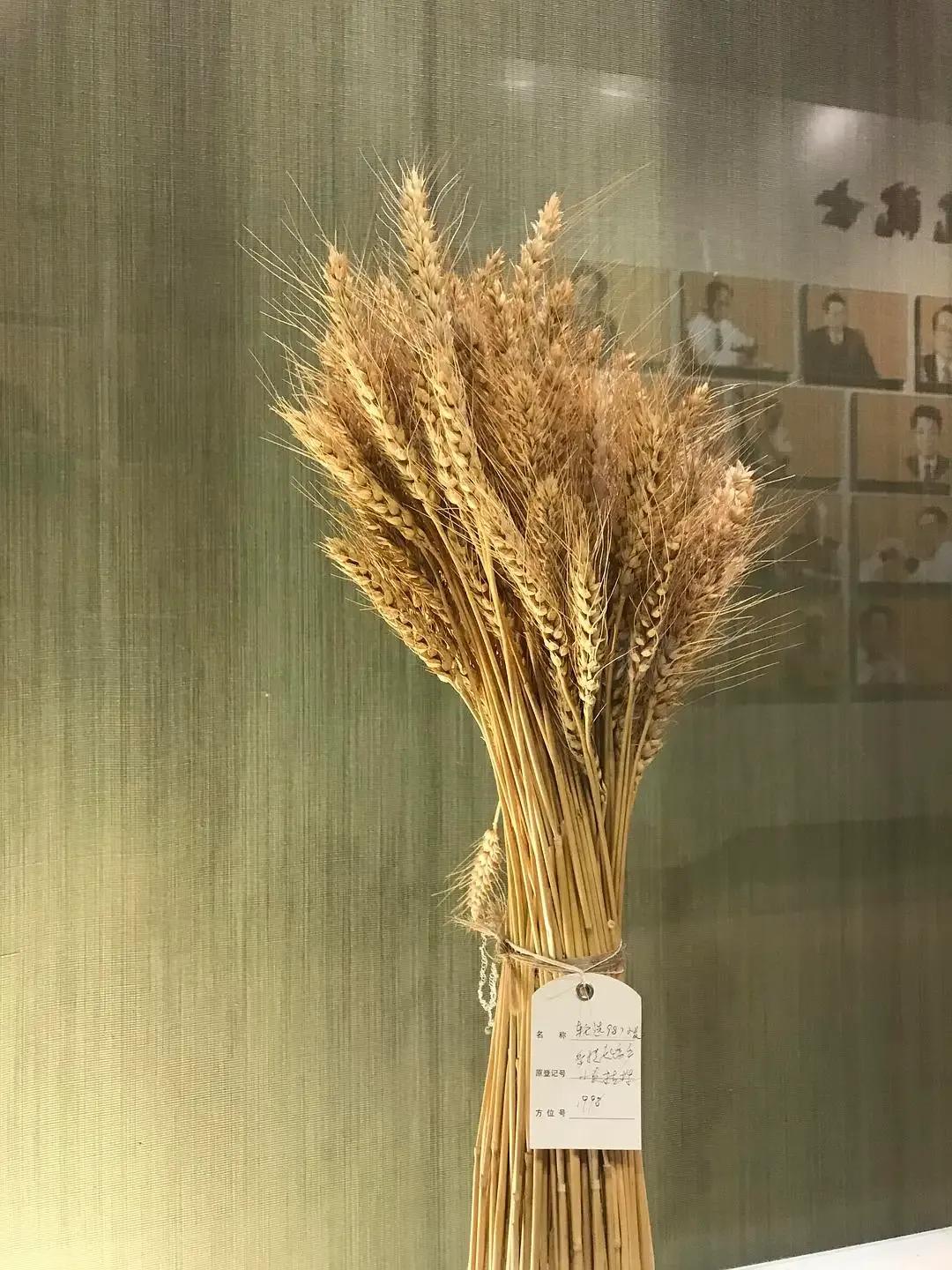 【你知道小麦里的故事吗？听听专家是怎么说的】大致有三个发展方向。地中海爱琴海地区
