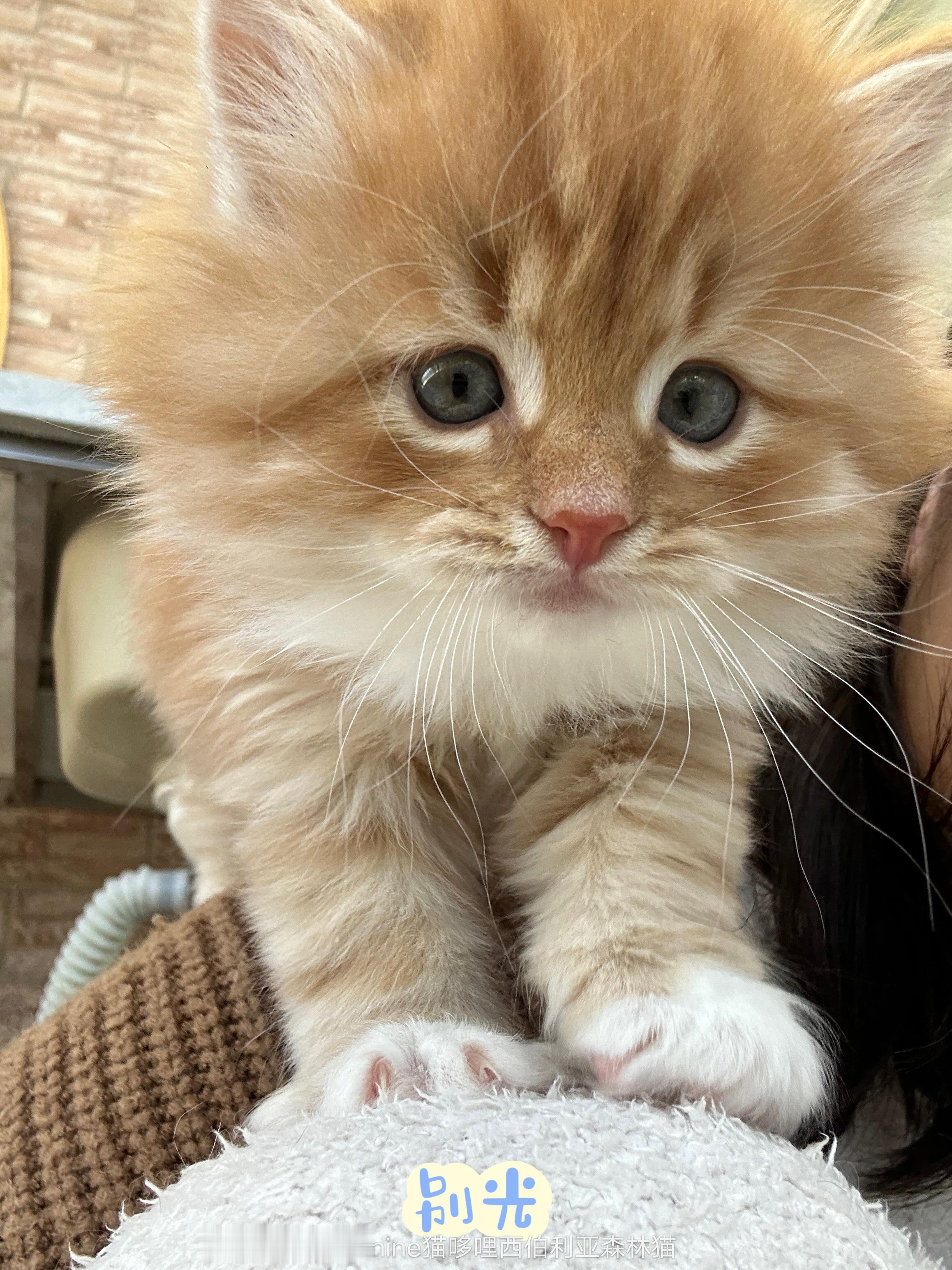 今日份小猫咪，红烧肉的爬背DN