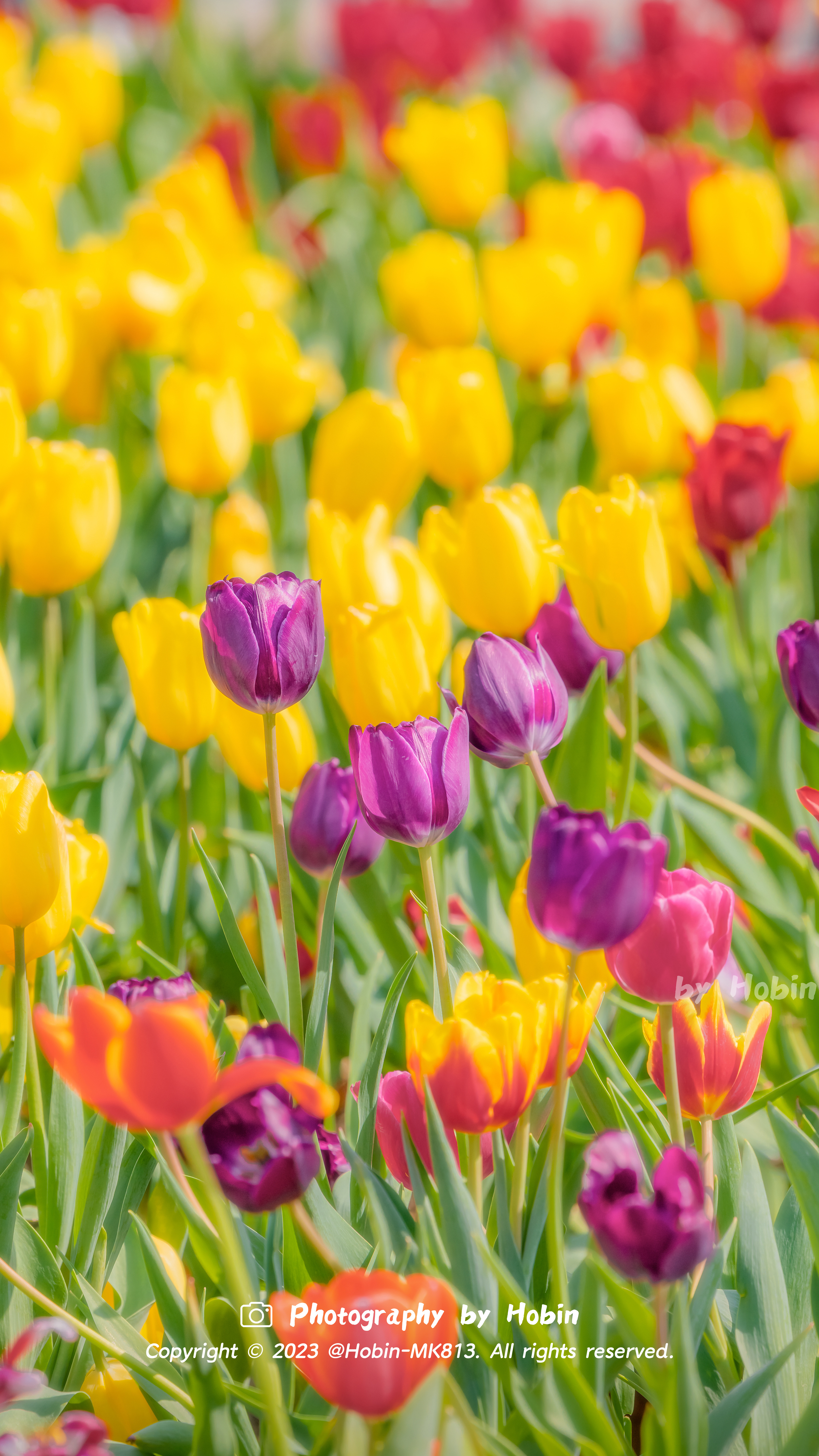 满园花香唤醒春天赴一场花的约会🌷🌷 ​​​