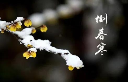 忽如一夜寒风来，片片落花如飞雪。倒春寒，伤植物亦伤动物，人自然也在其中。前几日扬
