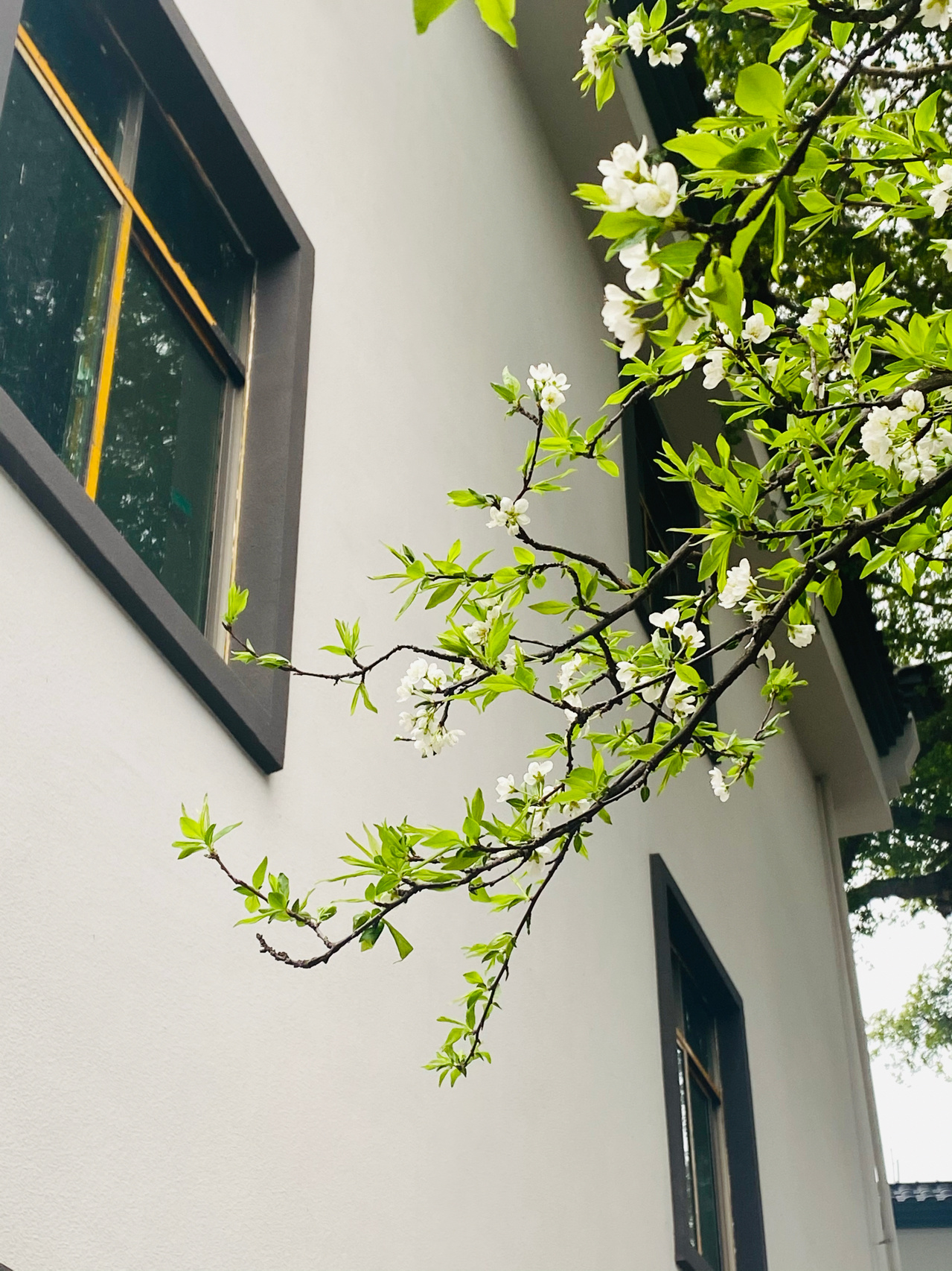 聊赠一枝春 ​​​