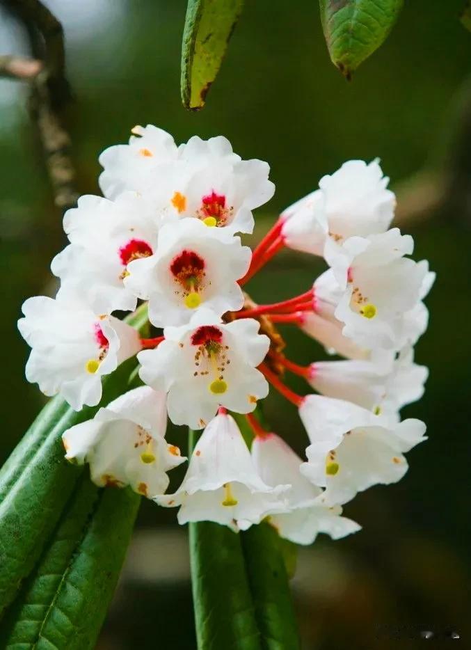 分享图片——五彩斑斓的杜鹃花
