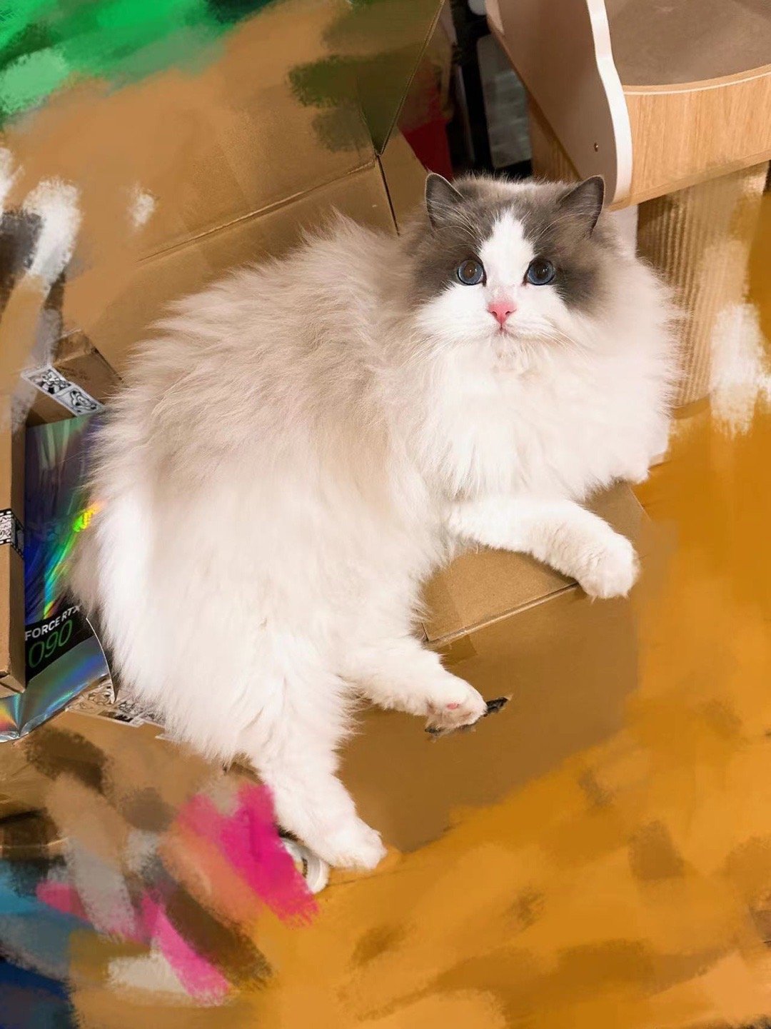我的男性家长养猫都挺厉害的（家长） ​​​