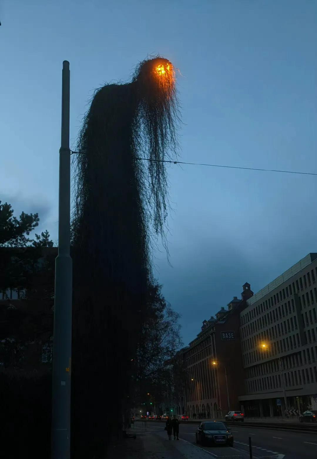 如果一盏路灯被藤蔓爬满，晚上自带鬼片效果[捂脸][捂脸][捂脸]