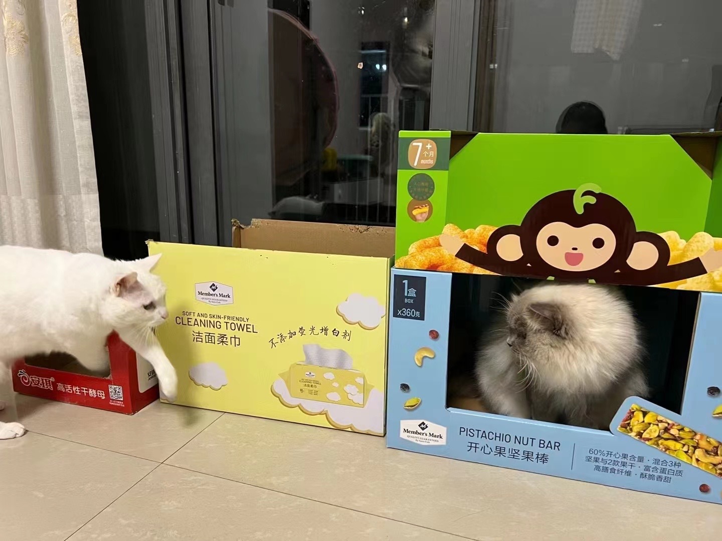 猫咪天生爱纸箱赶紧把纸箱子都囤起来（家长） ​​​