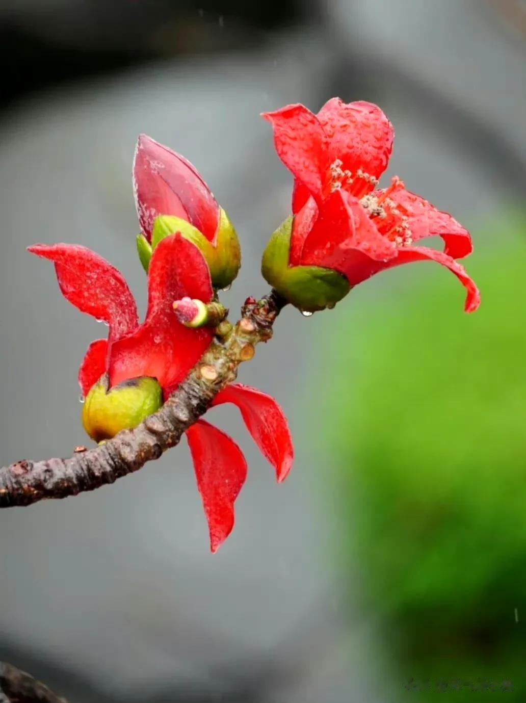 木棉花的春天，珍惜眼前人