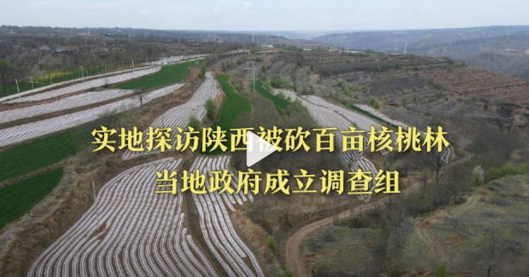 村干部带人砍了承包户1600棵树，村子穷不是没有理由

陕西百亩核桃树被砍事情，
