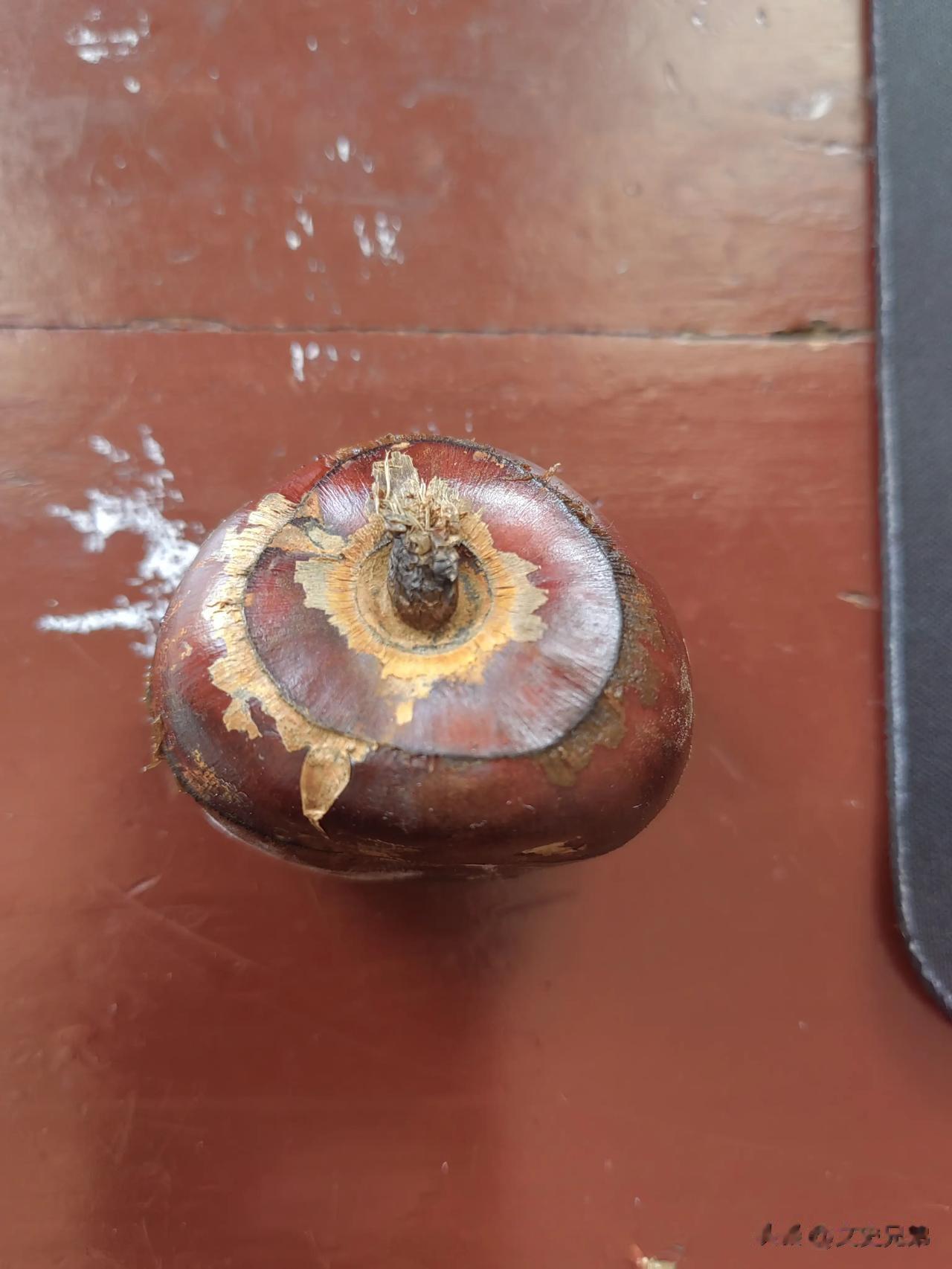 
这个食物叫什么？
据说只有南方才有哦。
昨天买的，今天想吃一吃，结果就长毛了？