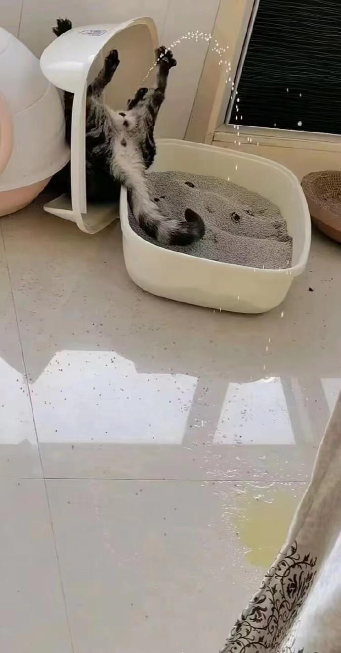 《当猫咪小便的时候摔倒了》 